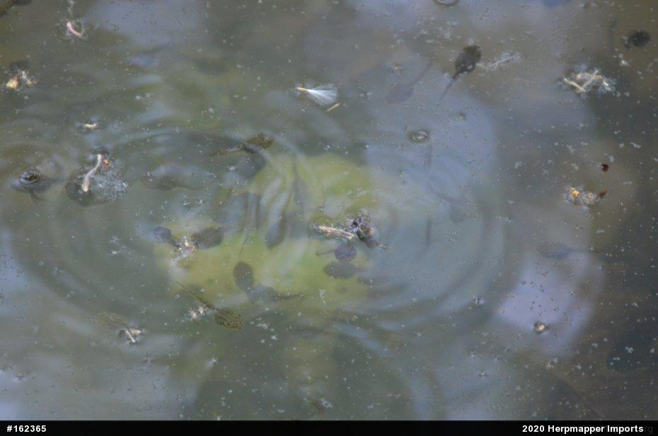Spotted Salamander