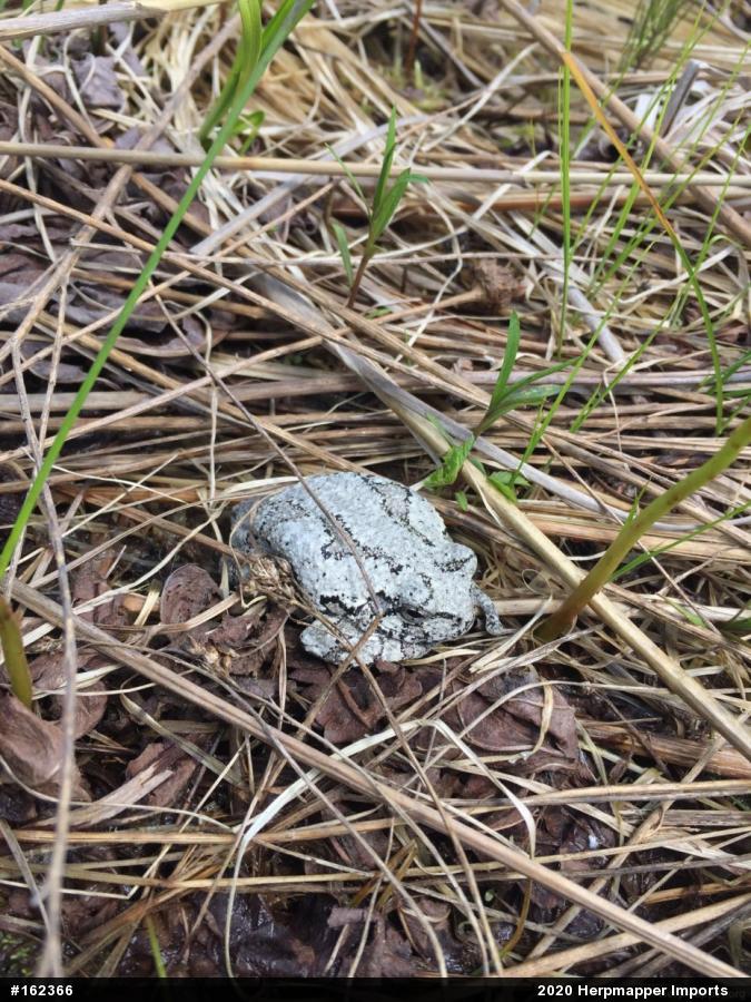 Unknown Gray Treefrog