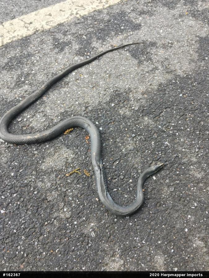 Northern Black Racer