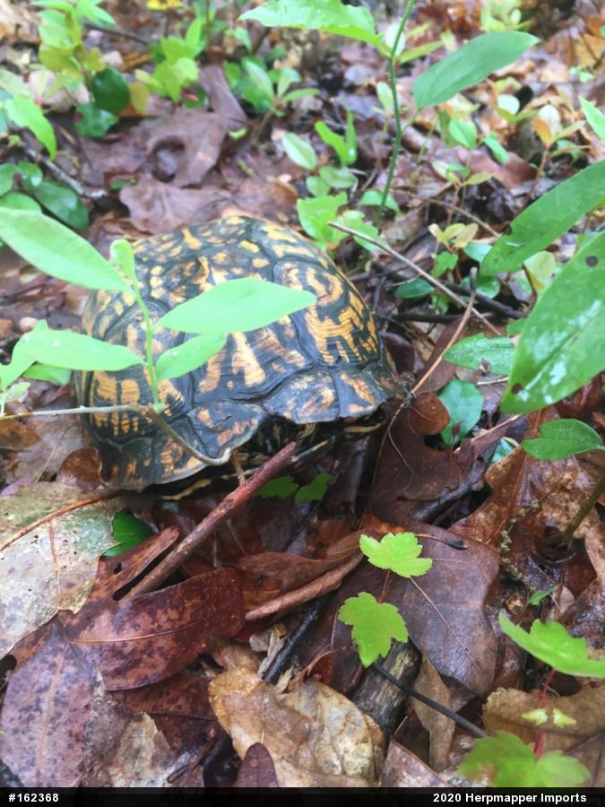 Eastern Box Turtle