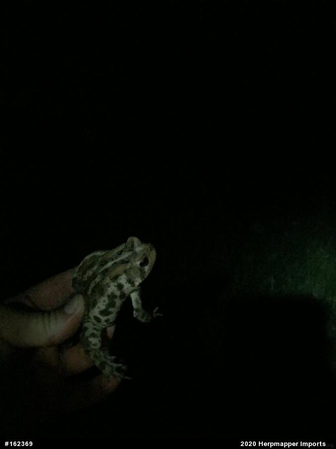Eastern American Toad