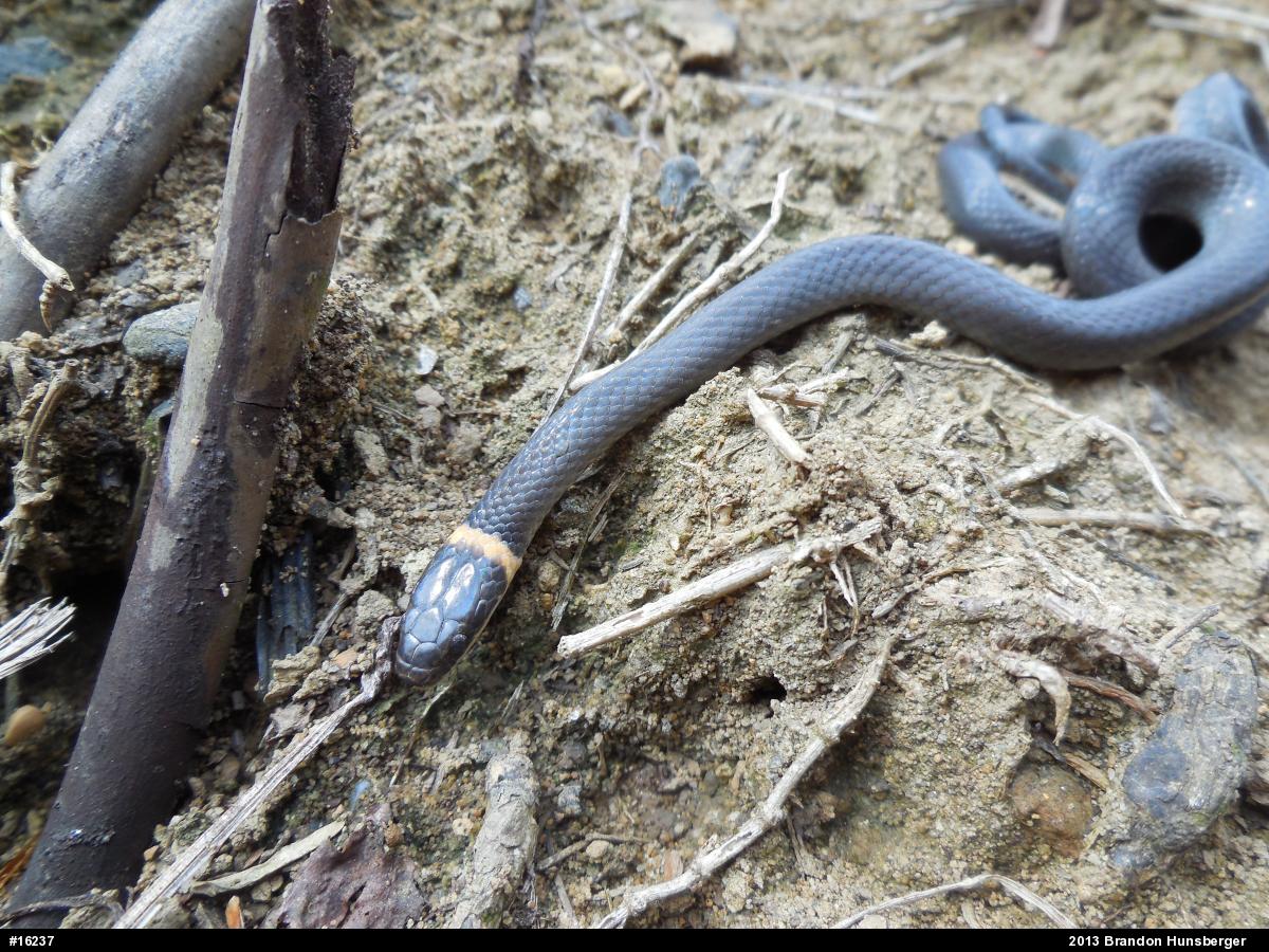 Northern Ring-necked Snake