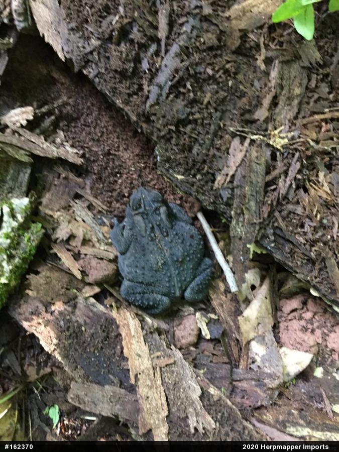 Eastern American Toad