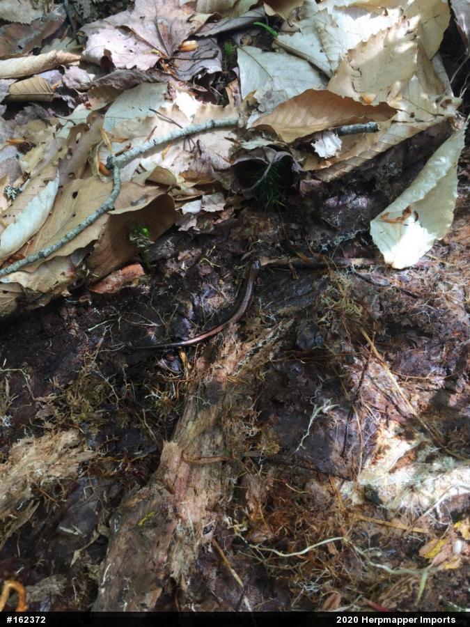 Eastern Red-backed  Salamander