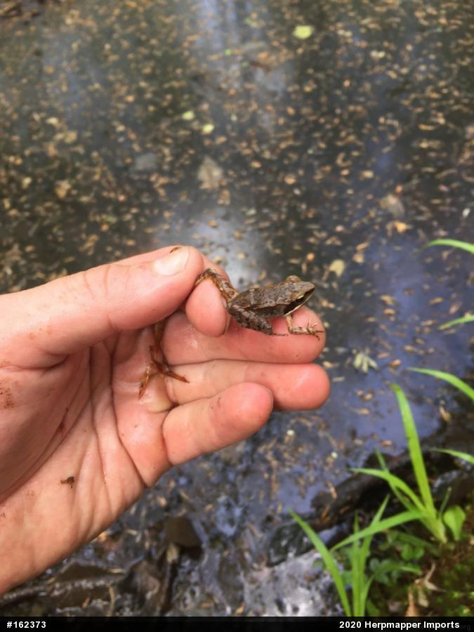 Wood Frog