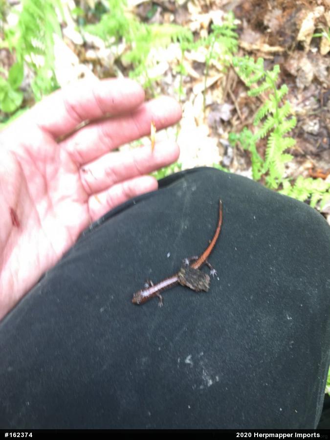 Eastern Red-backed  Salamander