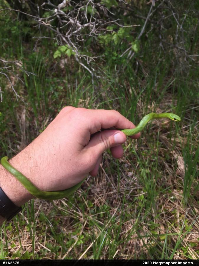 Smooth Greensnake