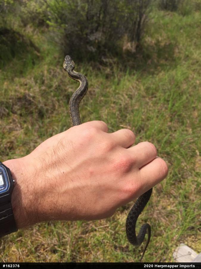 Eastern Gartersnake