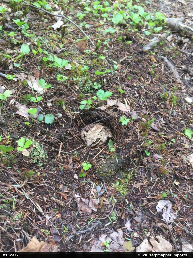 Wood Frog