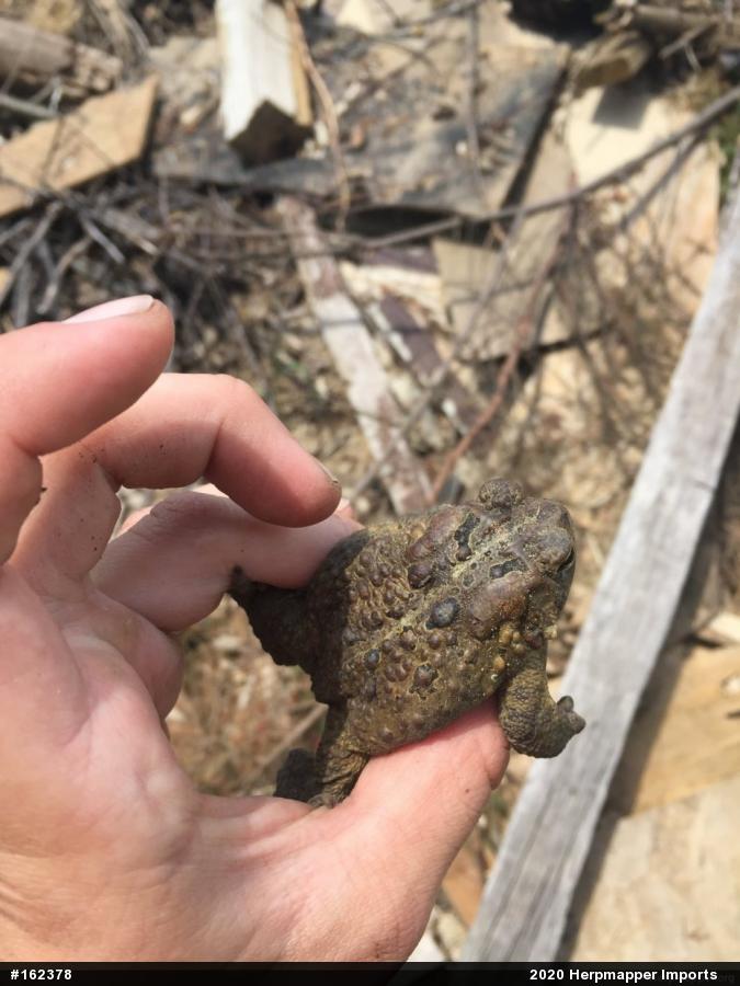 Eastern American Toad