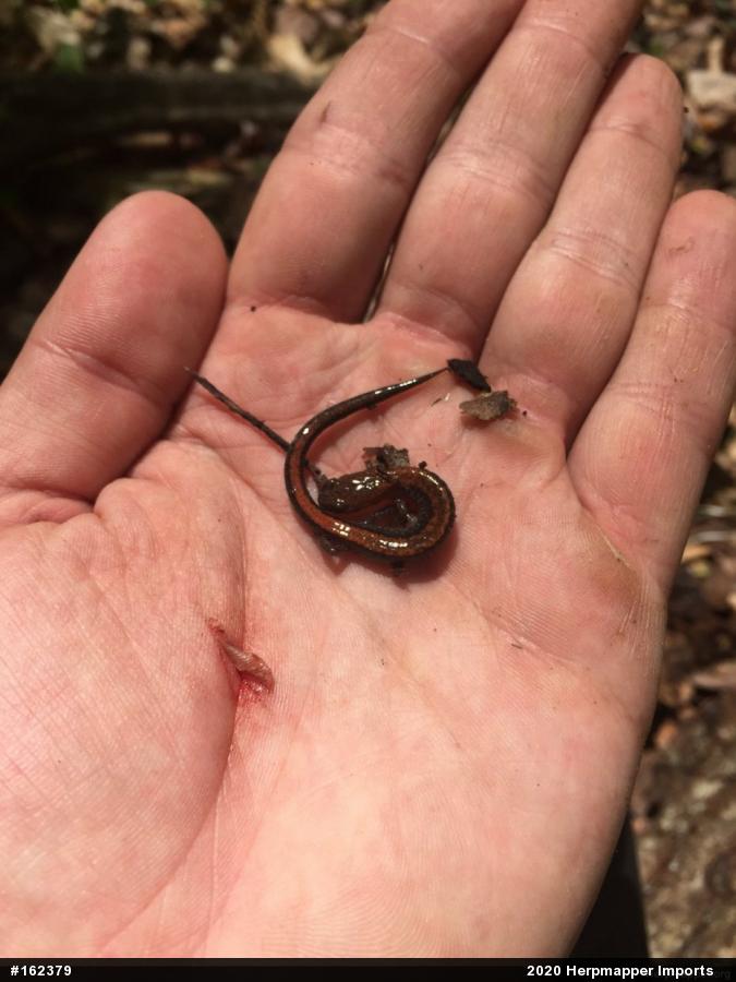 Eastern Red-backed  Salamander