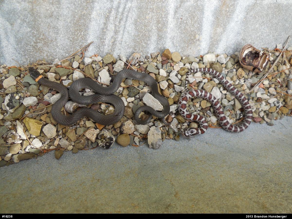 Eastern Milksnake