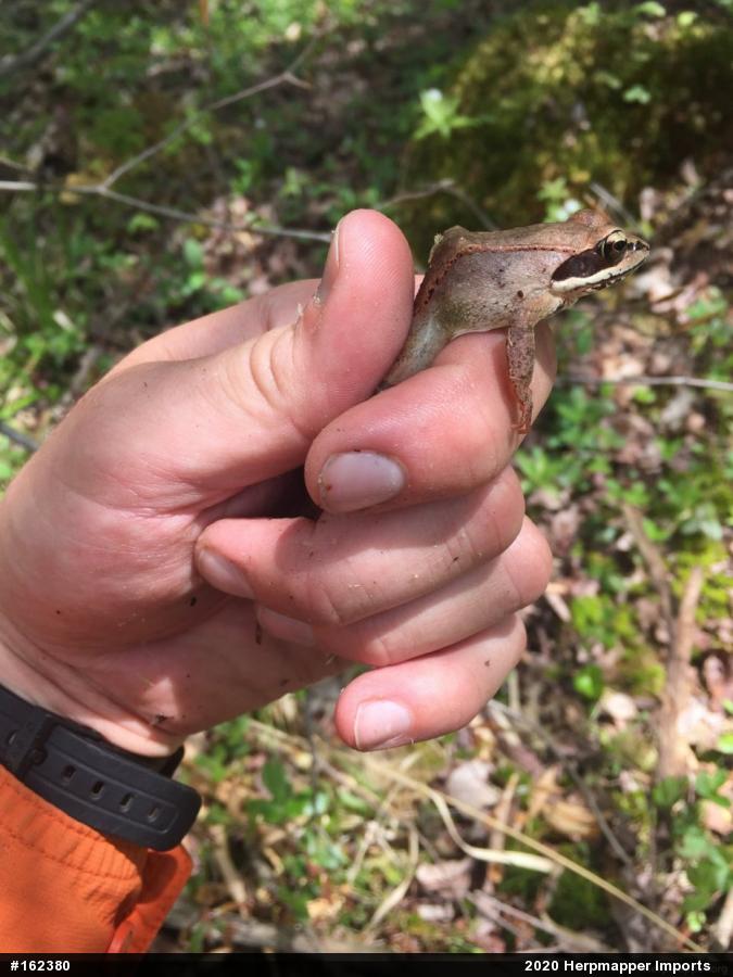 Wood Frog