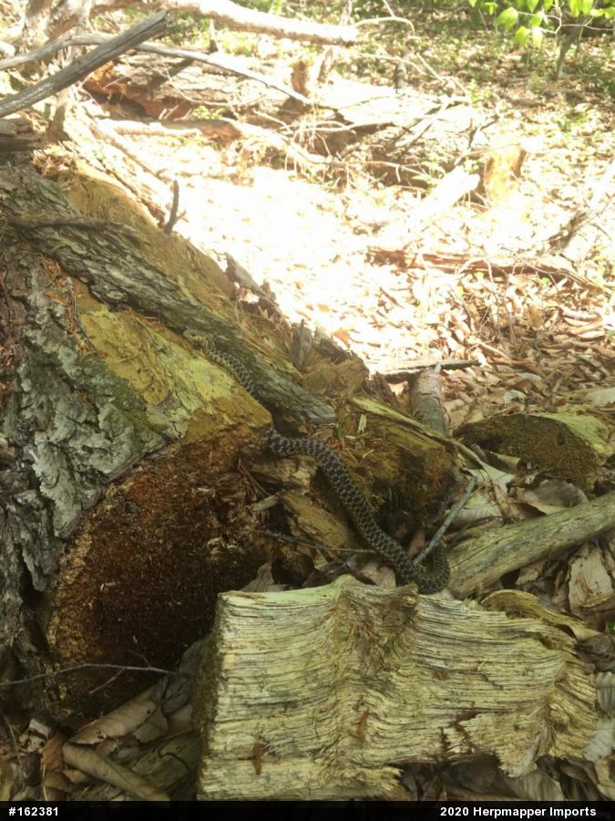 Eastern Gartersnake