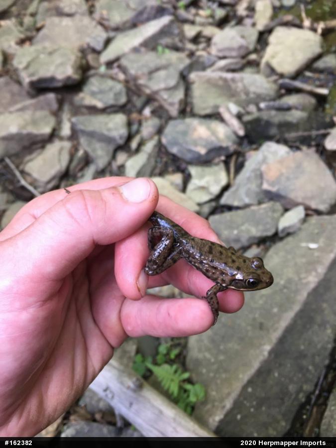 Green Frog