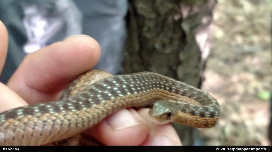 Eastern Gartersnake