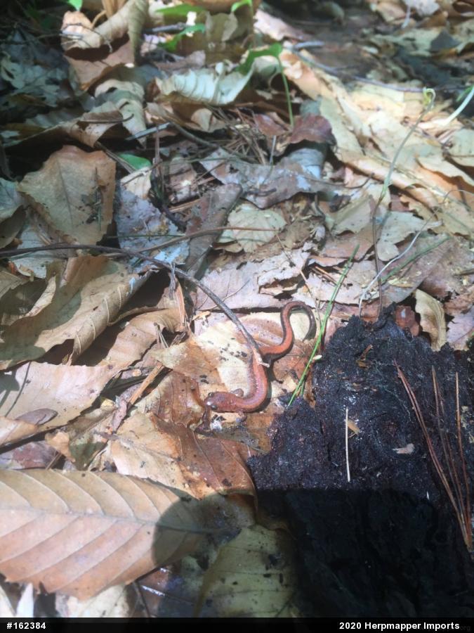 Eastern Red-backed  Salamander