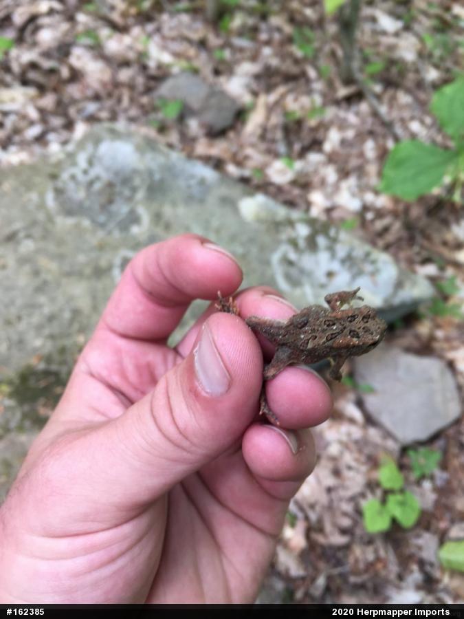 Eastern American Toad