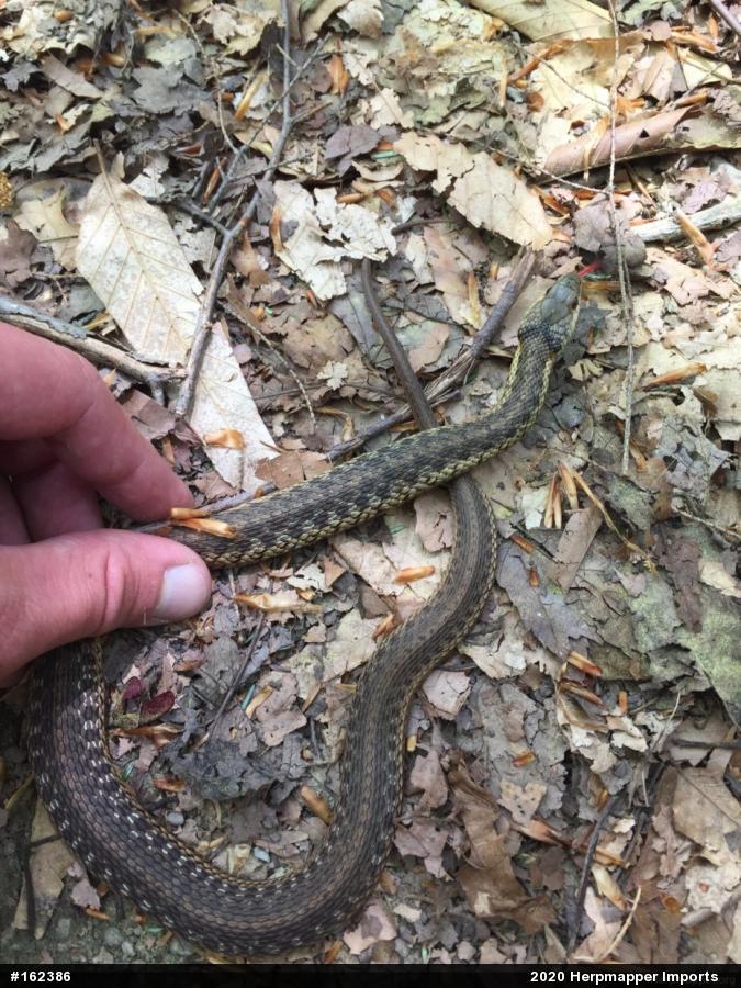 Eastern Gartersnake