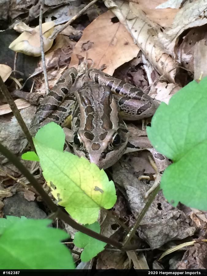 Pickerel Frog
