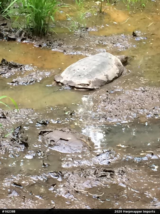 Snapping Turtle