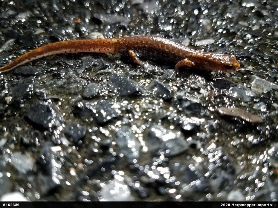 Four-toed Salamander