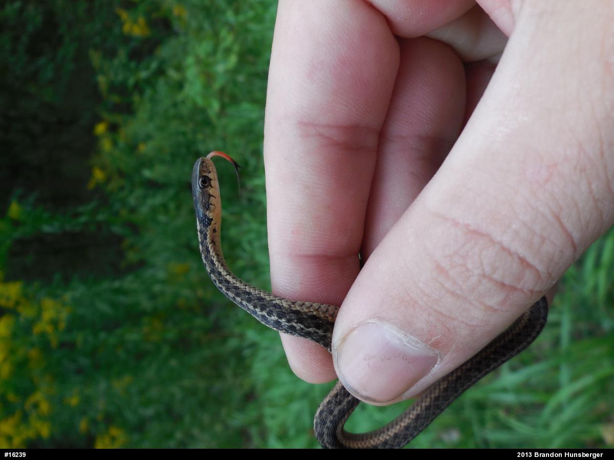 Eastern Gartersnake