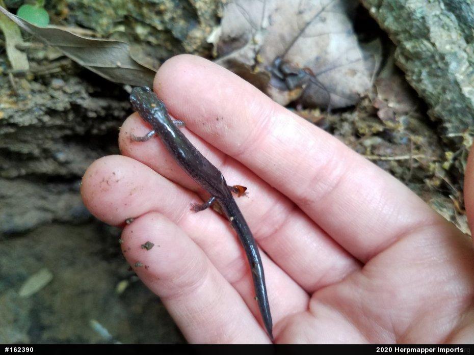Eastern Red-backed  Salamander