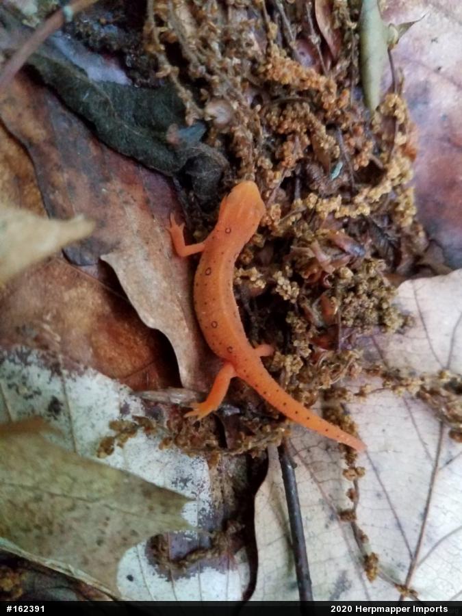 Red-spotted Newt