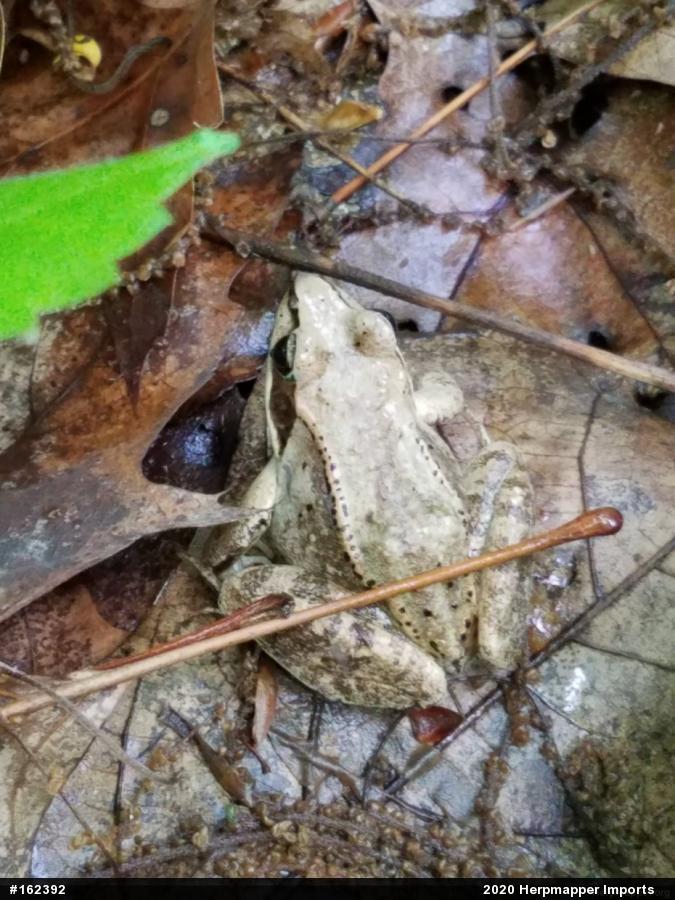 Wood Frog