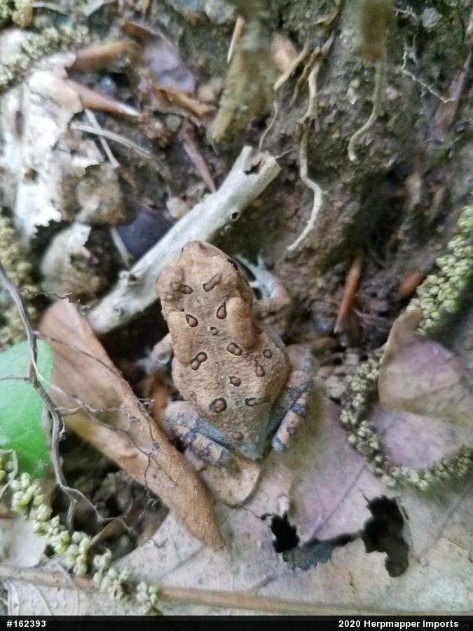Eastern American Toad