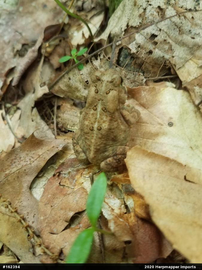 Eastern American Toad