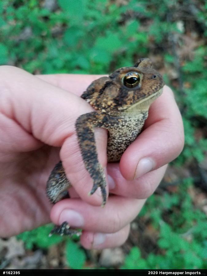 Eastern American Toad