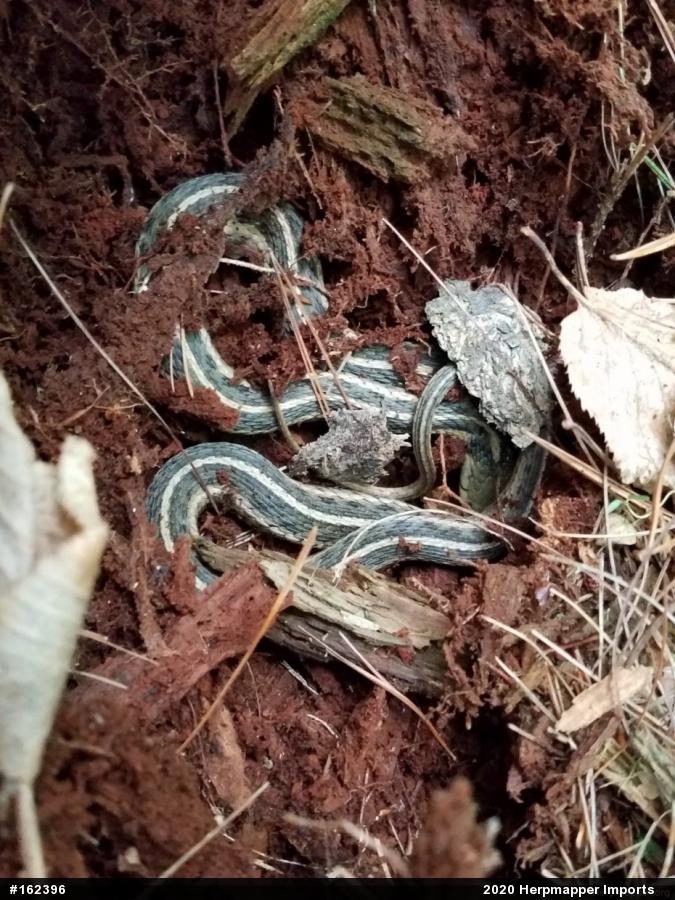 Eastern Gartersnake