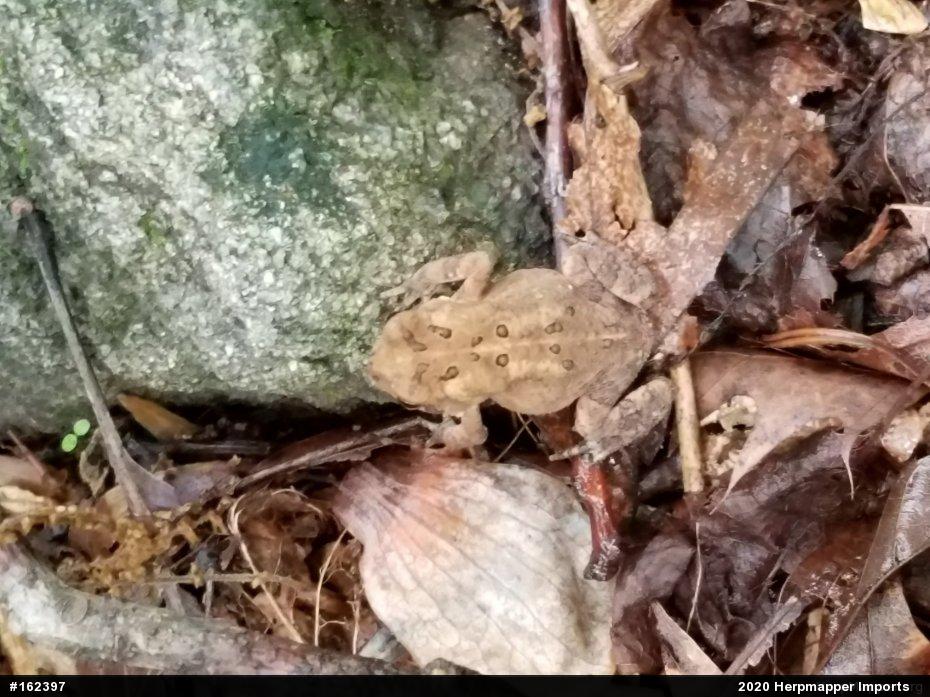 Eastern American Toad
