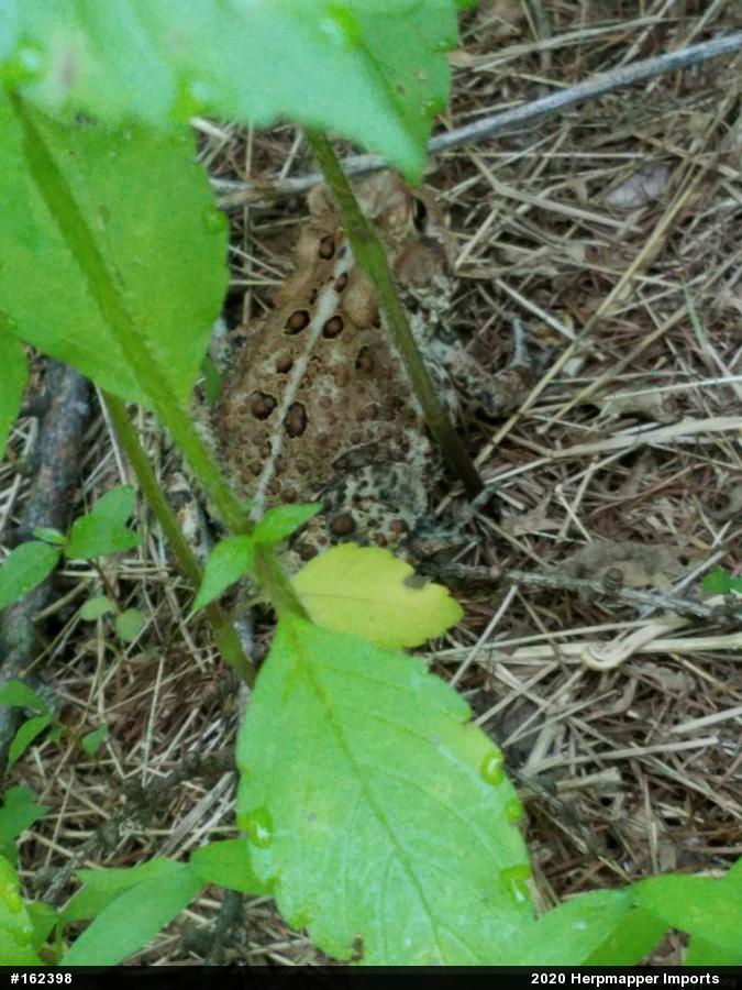 Eastern American Toad