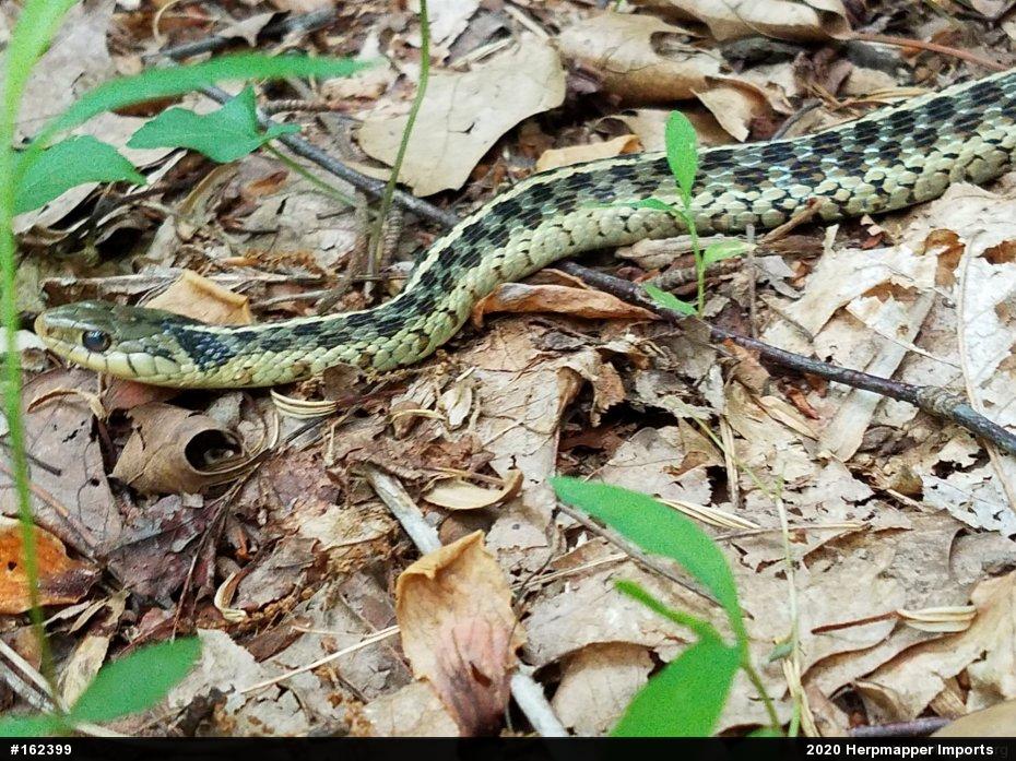 Eastern Gartersnake