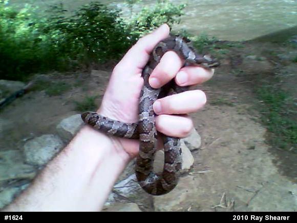 Eastern Milksnake