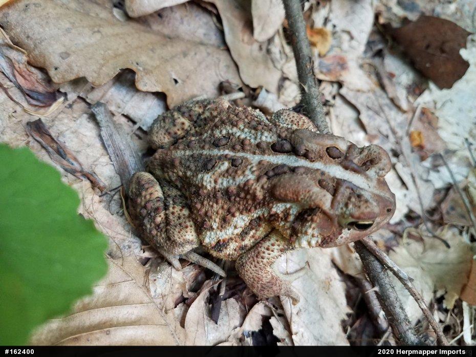 Eastern American Toad