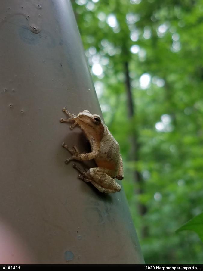 Spring Peeper