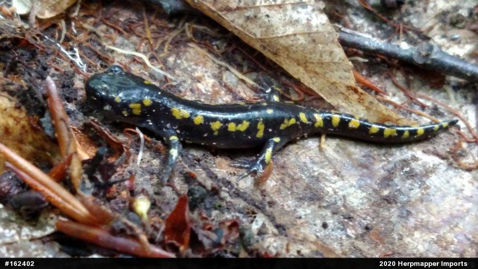 Spotted Salamander