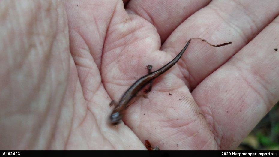 Eastern Red-backed  Salamander