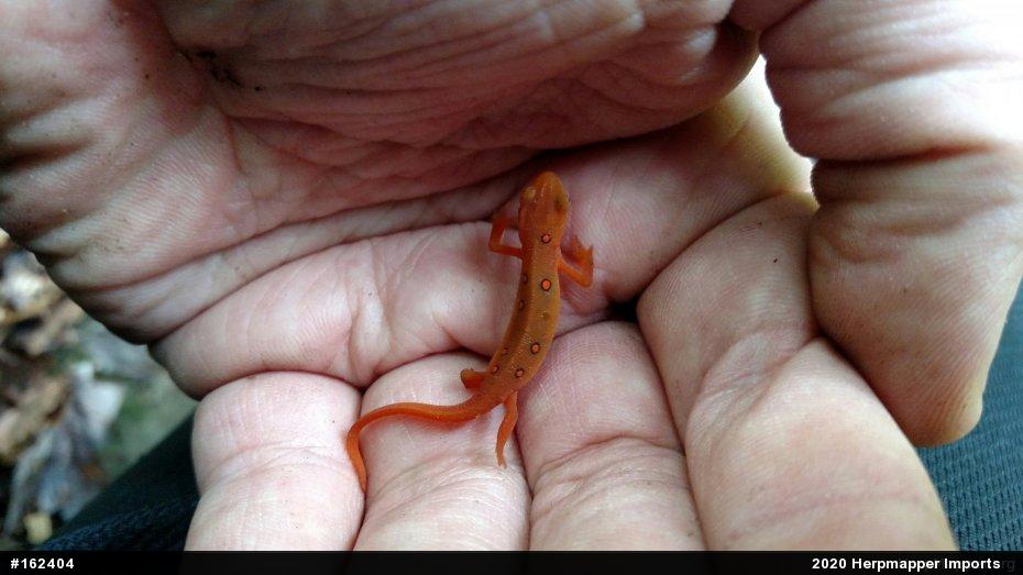 Red-spotted Newt