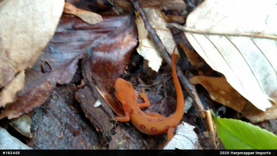 Red-spotted Newt
