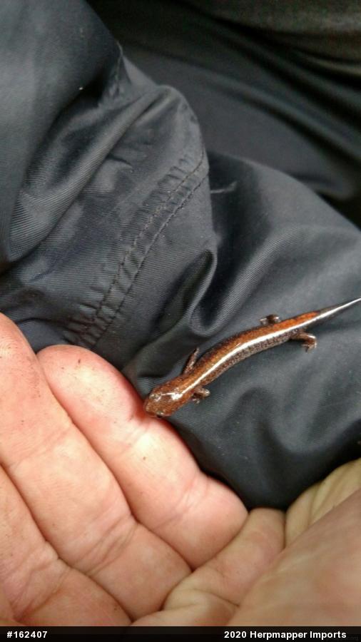 Eastern Red-backed  Salamander