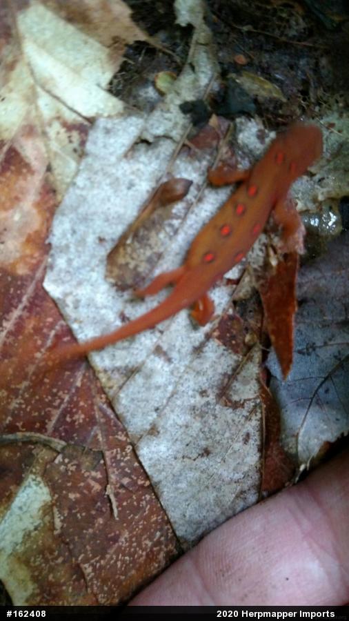 Red-spotted Newt