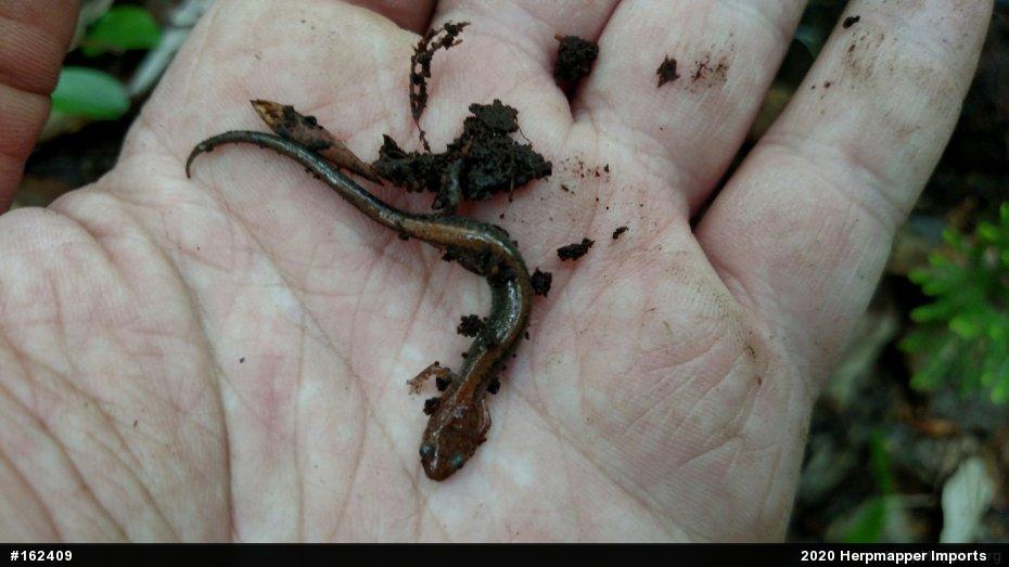 Eastern Red-backed  Salamander