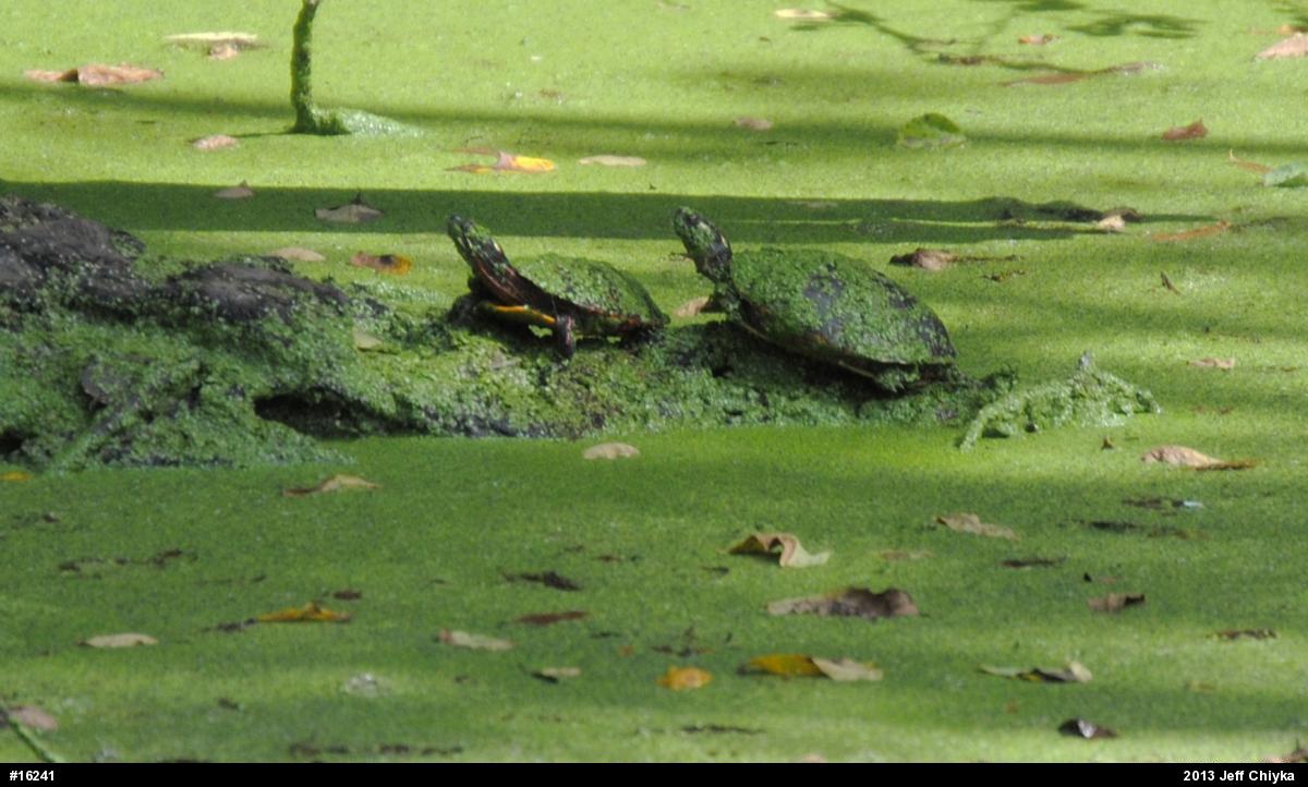 Painted Turtle