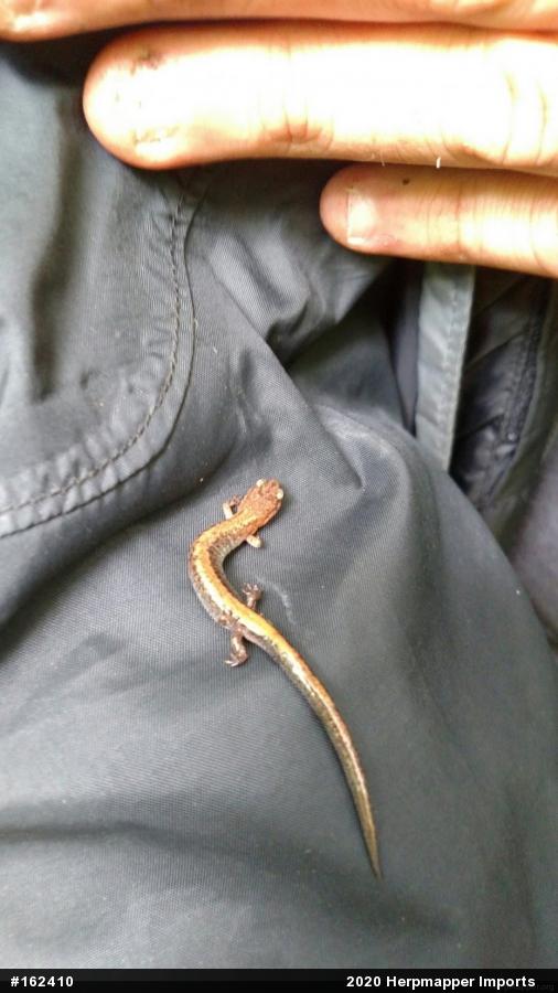 Eastern Red-backed  Salamander