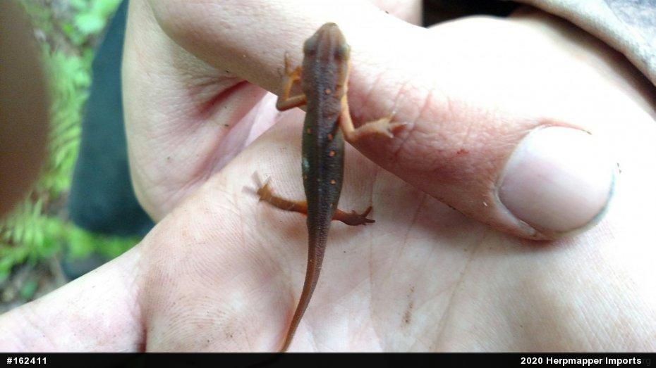 Red-spotted Newt